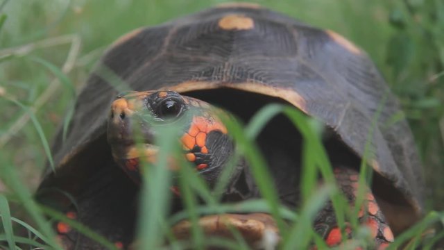 Red footed tortoise living in the wild on the caribbean island of Saint Barthelemy