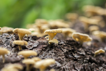 Wild mushroom growing on a dead tree in the rainforest, Thailand
