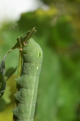 oleander hawk moth