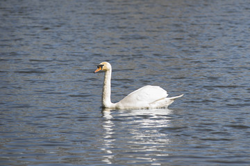 Swan on the lake
