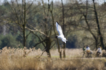 Tern in flight