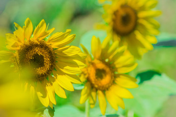 yellow sunflowers in the field close-up
