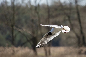 Tern in flight