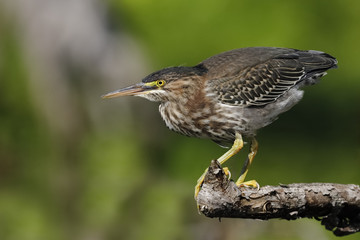 Juvenile Green Heron stalking its prey from a branch overhanging the water