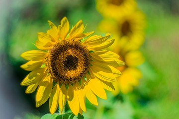 yellow sunflowers in the field close-up