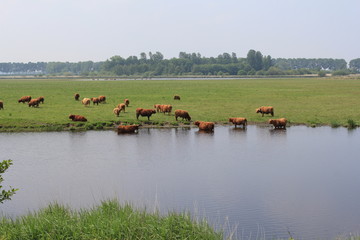 large group of beautiful brown cows in the water and fieds in a nature reserve
