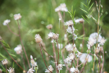 Dandelions in a field with a beautiful background