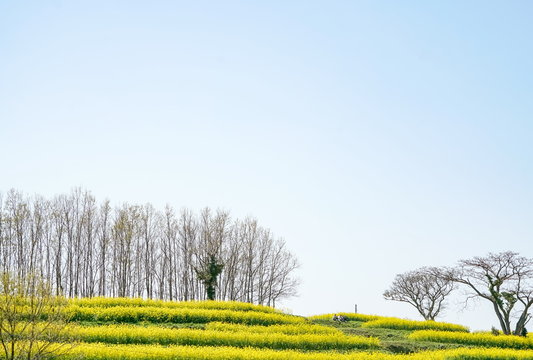 菜の花　長崎鼻