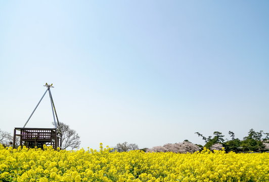 菜の花　長崎鼻