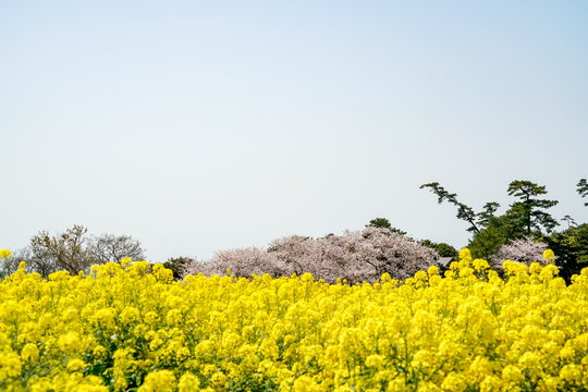 菜の花　長崎鼻