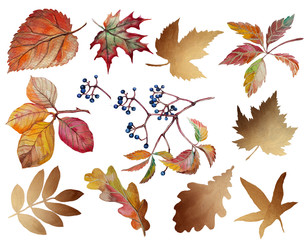 Fototapeta na wymiar Autumn leaves with wild grapes.isolated on white background.Fall Autumn set