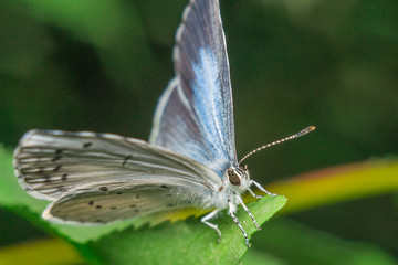 cabbage butterfly macro