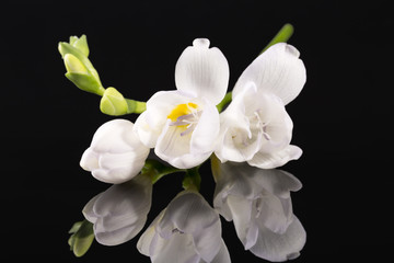 Fototapeta na wymiar Flowers of beautiful white freesia isolated on black background, reflection.