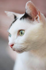 Cute Black and White cat sitting on the wooden floor and relax around the house.Cats lover