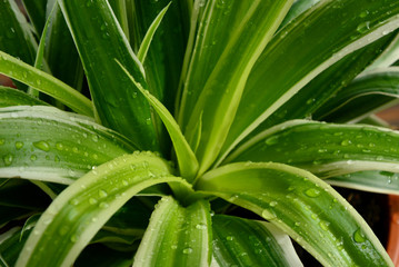 Fototapeta premium Spider Plant with morning light and water drops.