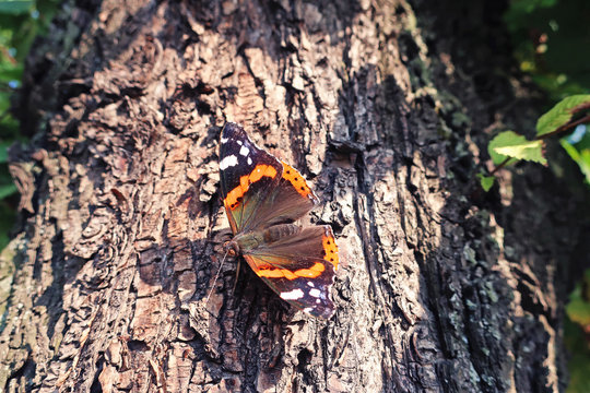 butterfly on a tree