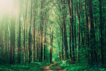 forest trees. nature green wood sunlight backgrounds. sky 