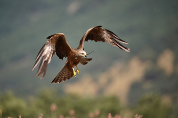 Black milan in flight landing