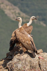 Griffon vultures (Gyps fulvus) perched on a cliff