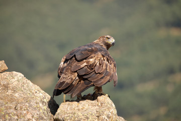 Golden eagle (Aquila chrysaetos) perched on a stone