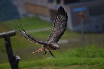 bird of prey
