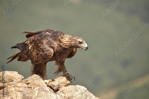 Golden Eagle Aquila Chrysaetos Perched On A Stone Stock