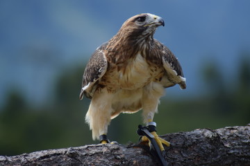 bird of prey