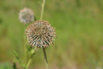 Ball-shaped Echinops Ritro - a species of plants of the family Asteraceae
