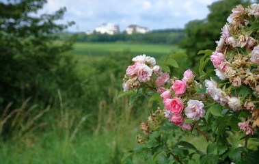 Piękne różowe kwiaty obsypują krzak, część pąów nieco rozmyta, w tle, nieostry, pejzaż z zieloną łąką, krzewami, zabudowaniami