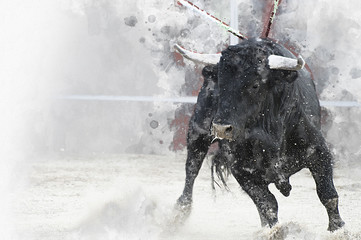 Watercolor, Bullfight. Fighting bull picture from Spain. Black bull - obrazy, fototapety, plakaty