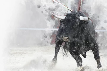 Poster Waterverf, Stierengevecht. Vechtende stier foto uit Spanje. Zwarte stier © Fernando Cortés