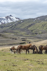 Fototapeta na wymiar Horses in Iceland