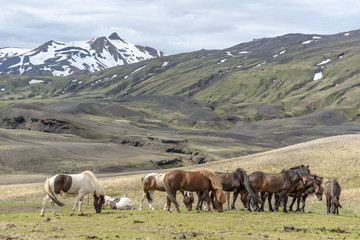 Fototapeta na wymiar Horses in Icelandic highlands