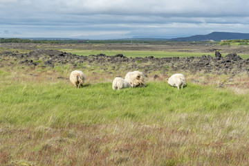 Naklejka na ściany i meble Sheep herd in Iceland