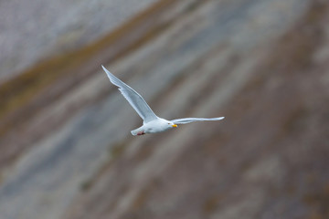 glaucous burgomeister gull (Larus hyperboreus) flying