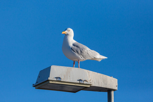 glaucous burgomeister gull (Larus hyperboreus) standing on street light