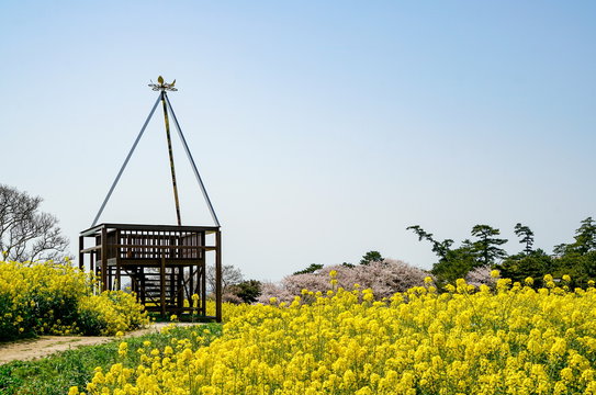 菜の花　長崎鼻