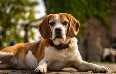 ein Beagle liegt im Hof