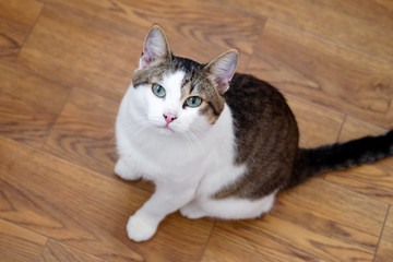 White tabby cat with green eyes is sitting on a floor and looking into the camera, top view.
