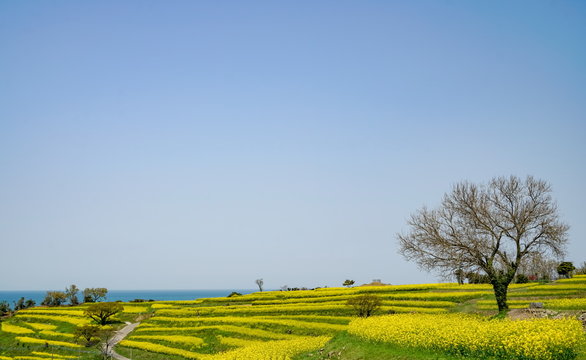 菜の花　長崎鼻