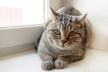 Beautiful fluffy gray tabby cat with green eyes is sitting near to the window.