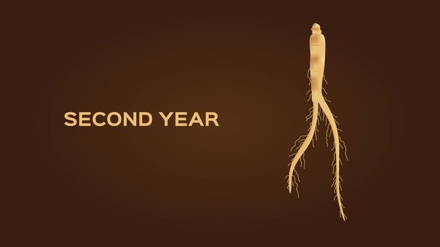 ginseng growth graphic animation