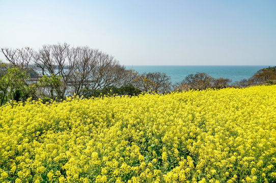菜の花　長崎鼻