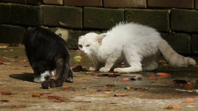 cat battle 
