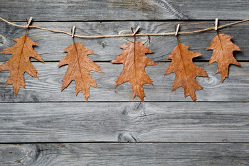 Autumn composition. Colorful golden oak leaves hanging on rope with clothespins in composition on wood background