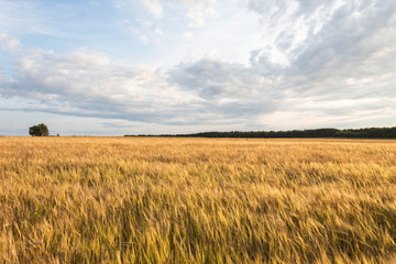  Evening field