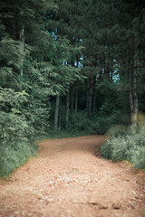 A path leading into the woods