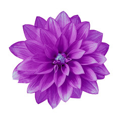 flower lilac dahlia isolated on white background. Close-up. Element of design.