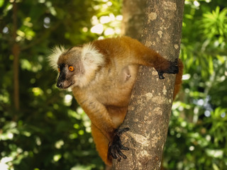 Naklejka na ściany i meble Lemur salvaje del Norte de Madagascar, subido a un arbol
