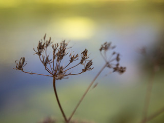 Seed heads